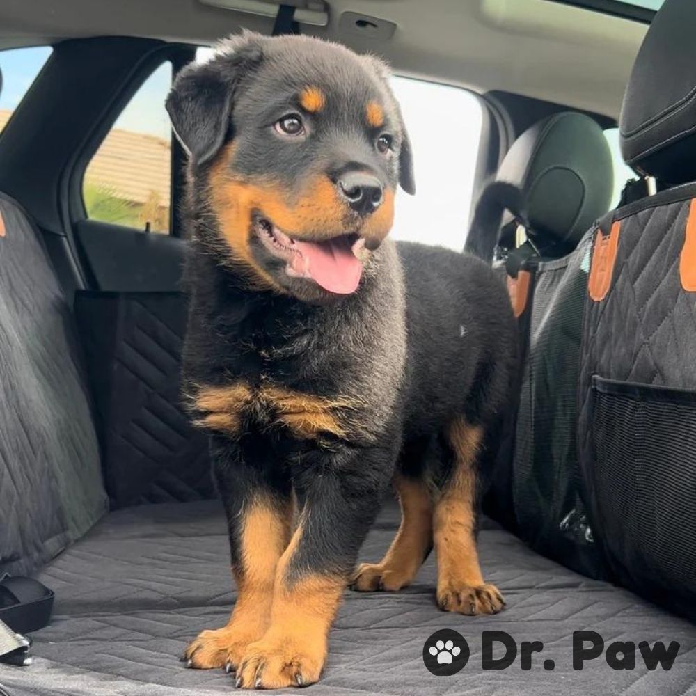 back seat dog cover